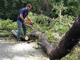 Best Tree Trimming and Pruning  in Mianna, AR