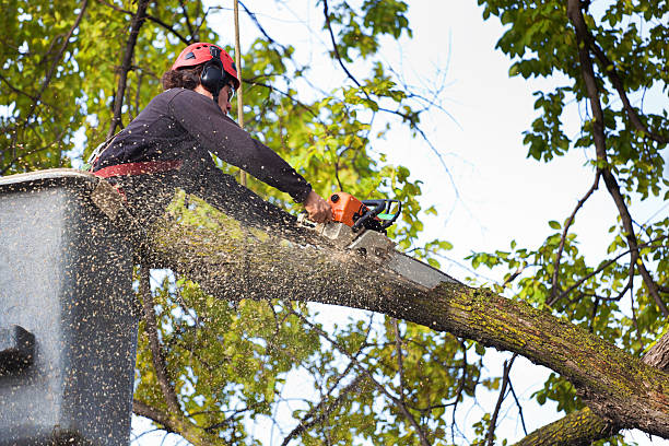 Lawn Watering Services in Marianna, AR